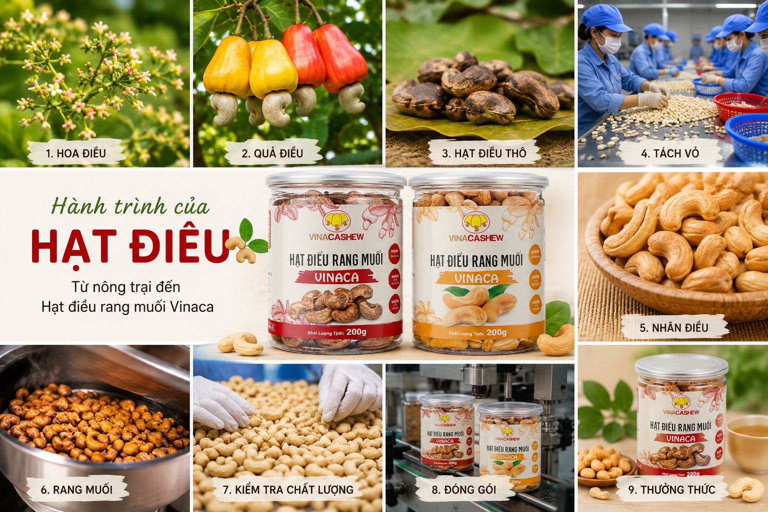 Sự Thật Ít Người Biết Về Hành Trình Của Hạt Điều Hành trình của Hạt điều